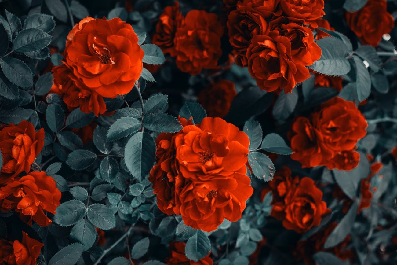 red roses